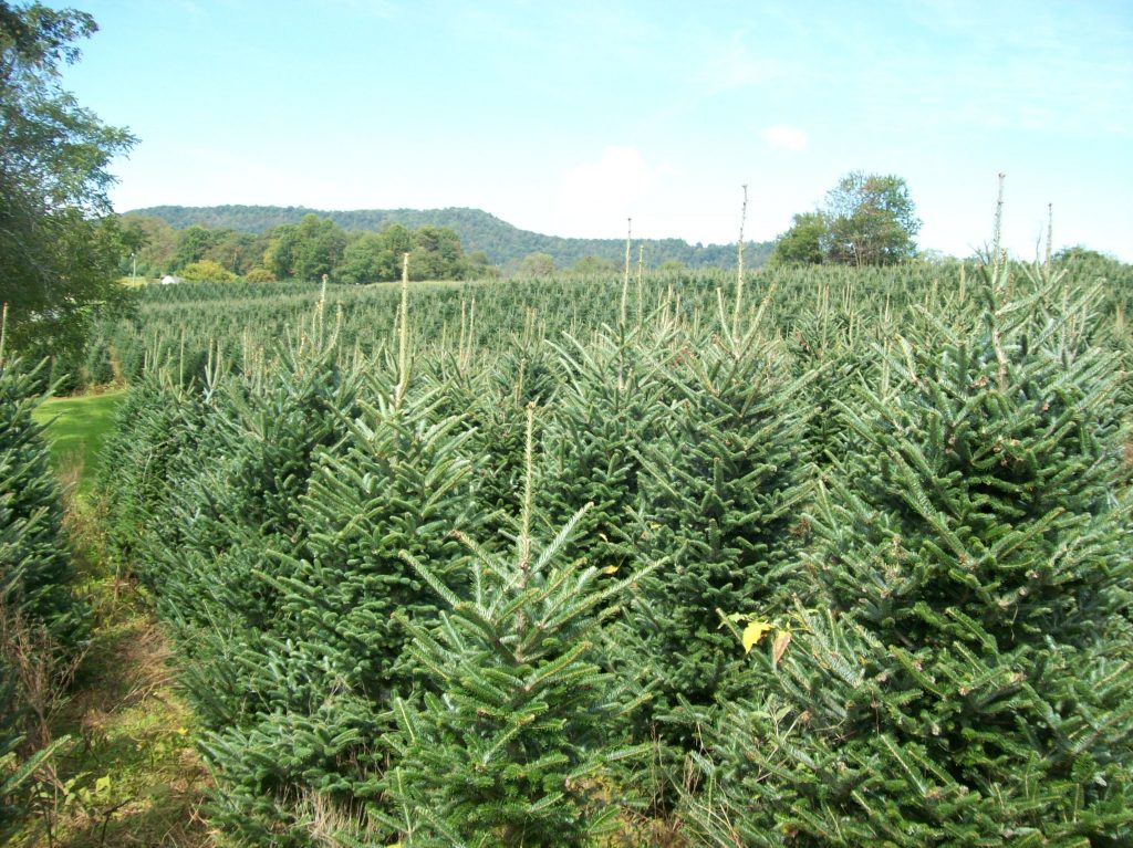 mountain advantage christmas trees